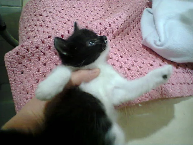 Gato ra a SRD idade Abaixo de 2 meses nome Sem Nome
