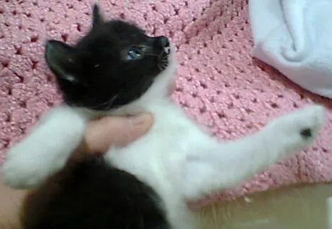 Gato ra a SRD idade Abaixo de 2 meses nome Sem Nome