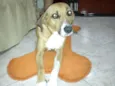 She-ha GRATIFICA