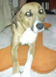 She-ha GRATIFICA