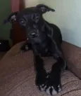 MEL