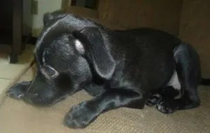 Cachorro raça SRD idade 7 a 11 meses nome MEL
