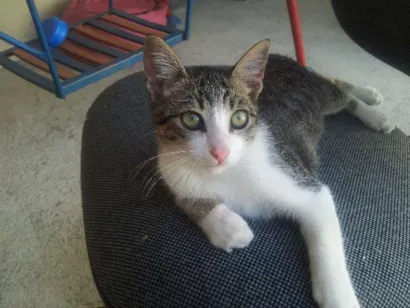 Gato raça SRD idade 2 a 6 meses nome tinho