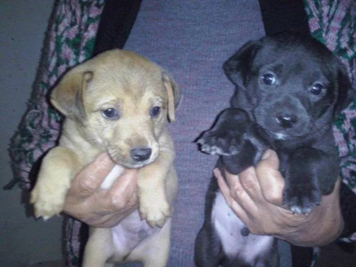 Cachorro ra a Dv idade  nome Lindos cãezinhos em