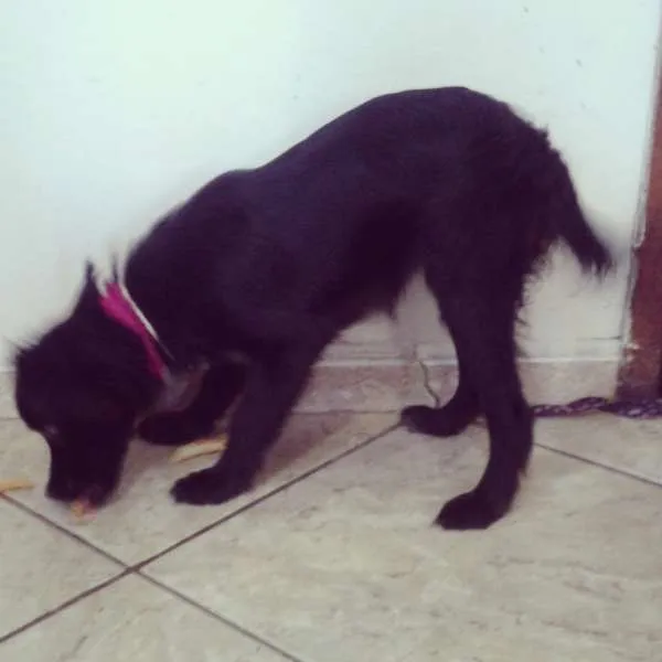 Cachorro ra a border collie idade 2 a 6 meses nome Laila