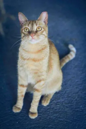 Gato raça Dv idade  nome Lindos gatinhos em 