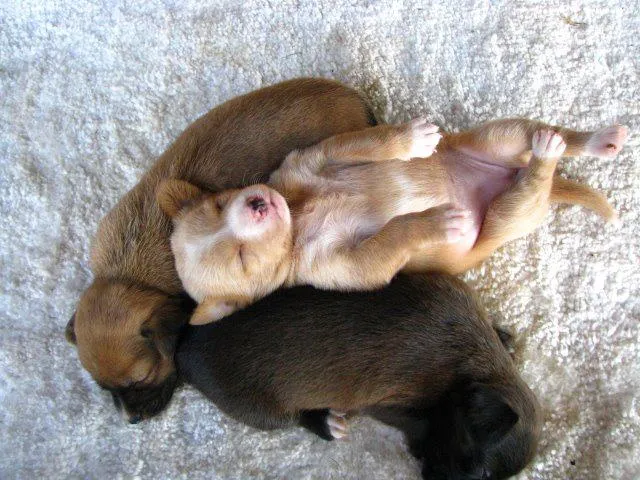 Cachorro raça Dv idade  nome Lindos animaizinhos
