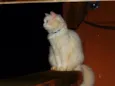 Lindos gatos em Goi