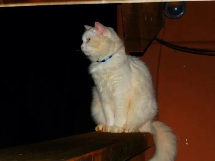 Gato raça Dv idade  nome Lindos gatos em Goi
