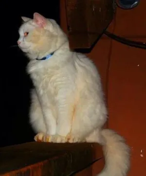 Gato raça Dv idade  nome Lindos gatos em Goi