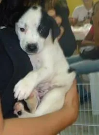 Cachorro raça Dv idade  nome Lindos Cães 