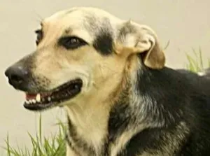 Cachorro raça SRD idade 3 anos nome teca