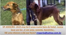 Cachorro raça SRD idade 3 anos nome LELO