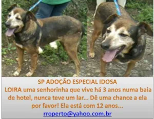 Cachorro raça srd idade 6 ou mais anos nome Loira
