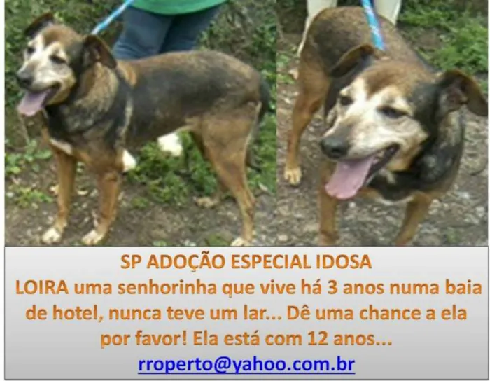 Cachorro ra a srd idade 6 ou mais anos nome Loira