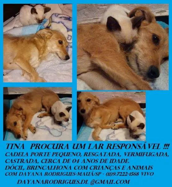 Cachorro ra a SRD idade 7 a 11 meses nome Amarelinha