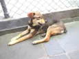 Nininha
