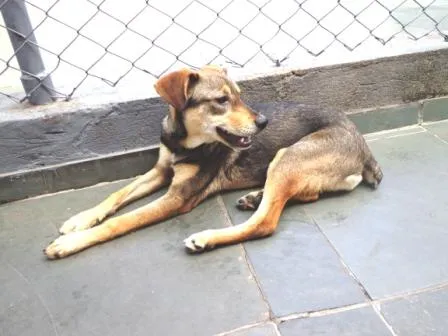 Cachorro ra a SRD idade 1 ano nome Nininha
