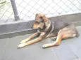 Nininha