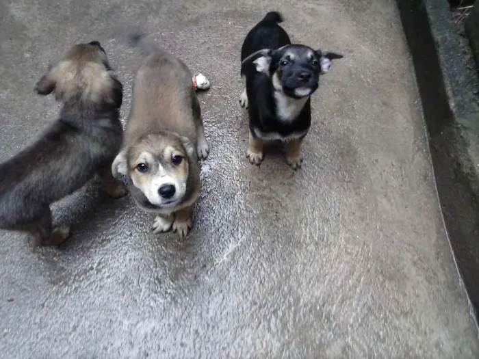 Cachorro ra a SRD idade 2 a 6 meses nome NENEZINHOS