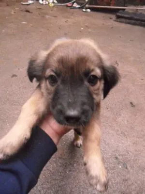 Cachorro raça SRD idade 2 a 6 meses nome NENEZINHOS