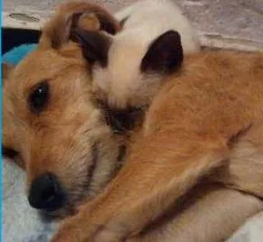 Cachorro raça SRD idade 7 a 11 meses nome Amarelinha