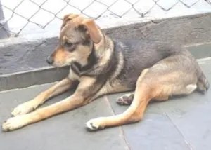 Cachorro raça SRD idade 1 ano nome Nininha