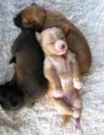Lindos animaizinhos