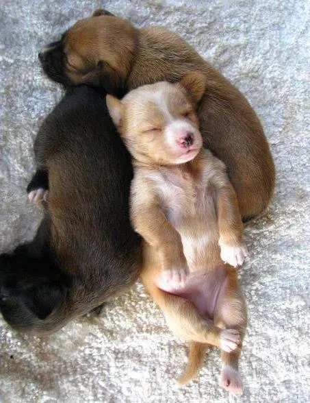 Cachorro raça Dv idade  nome Lindos animaizinhos
