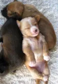 Lindos animaizinhos
