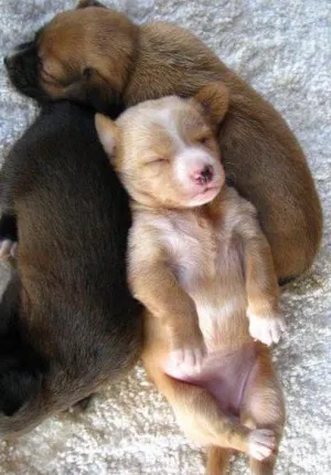 Cachorro raça Dv idade  nome Lindos animaizinhos