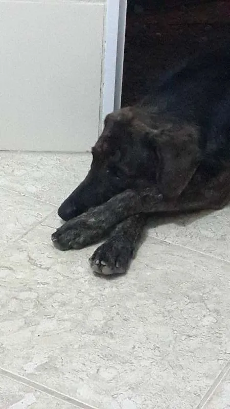 Cachorro ra a Golden/Pastor Alemão idade 3 anos nome Astor