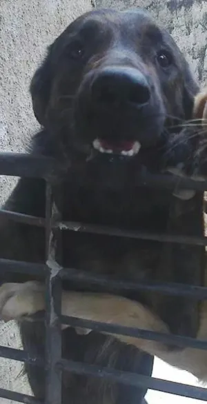 Cachorro raça Golden/Pastor Alemão idade 3 anos nome Astor