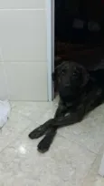 Astor