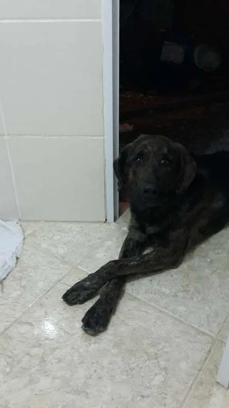 Cachorro ra a Golden/Pastor Alemão idade 3 anos nome Astor