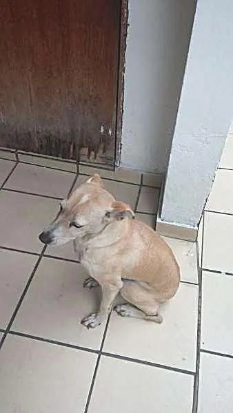 Cachorro ra a Vira Lata idade 2 anos nome Carolina
