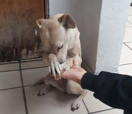 Cachorro ra a Vira Lata idade 2 anos nome Carolina