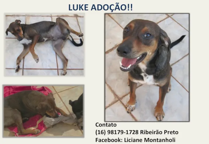 Cachorro ra a SRD idade 1 ano nome Luke