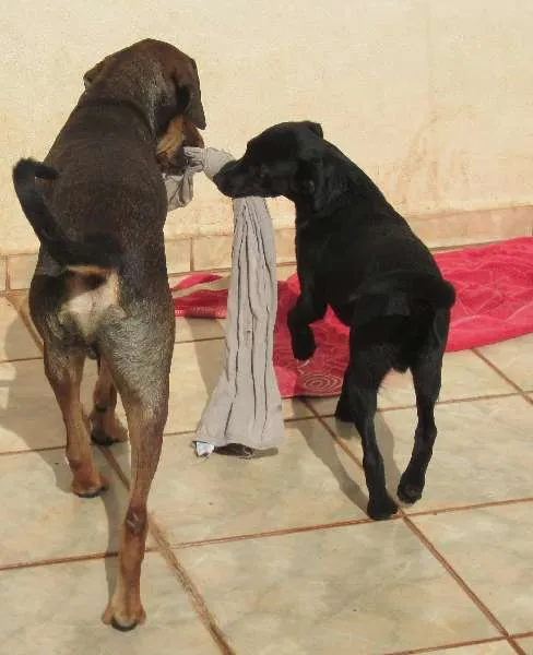 Cachorro ra a SRD idade 1 ano nome Luke