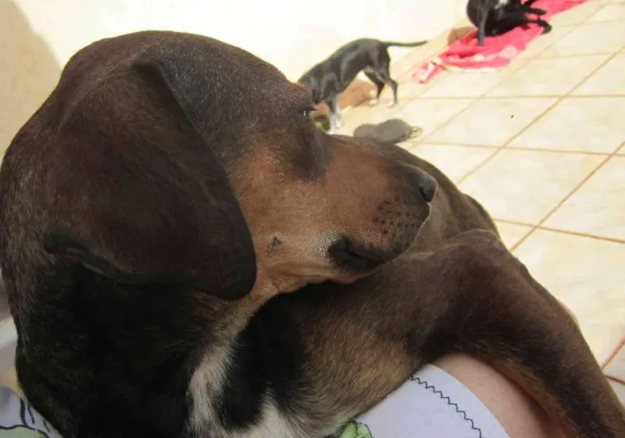 Cachorro ra a SRD idade 1 ano nome Luke