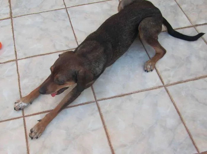 Cachorro ra a SRD idade 1 ano nome Luke