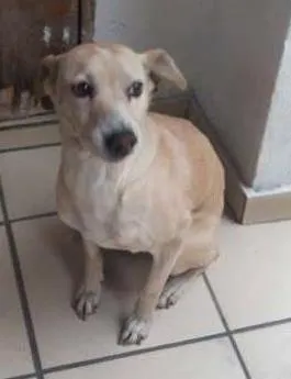 Cachorro raça Vira Lata idade 2 anos nome Carolina