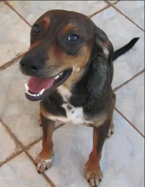 Cachorro raça SRD idade 1 ano nome Luke