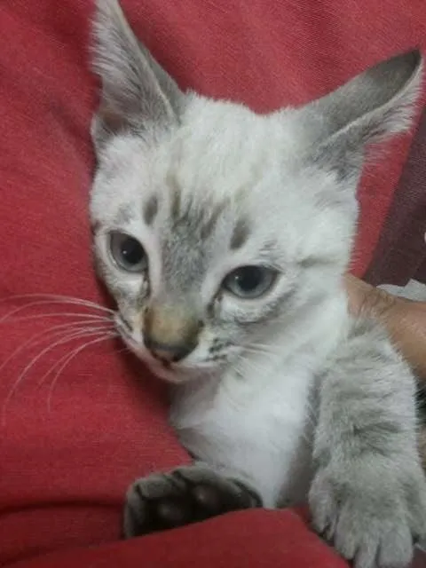 Gato ra a  idade Abaixo de 2 meses nome Marti