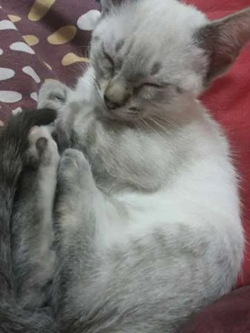 Gato ra a  idade Abaixo de 2 meses nome Celi