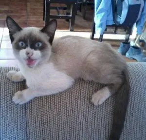 Gato raça SRD idade 2 a 6 meses nome Bilbo