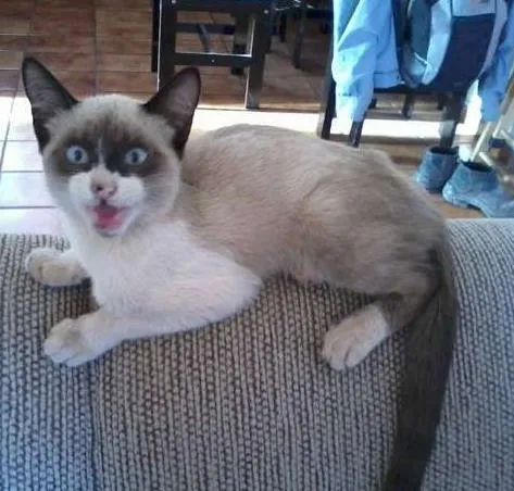 Gato ra a SRD idade 2 a 6 meses nome Bilbo