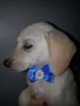 Lindos cãezinhos