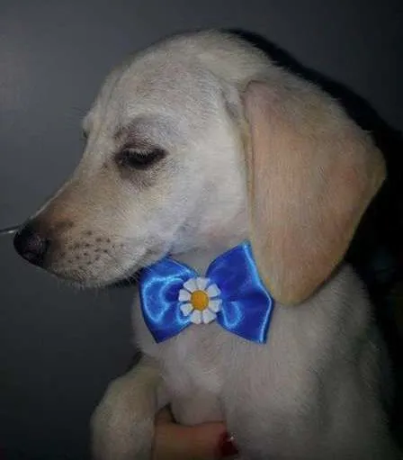 Cachorro raça Dv idade  nome Lindos cãezinhos