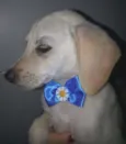 Lindos cãezinhos